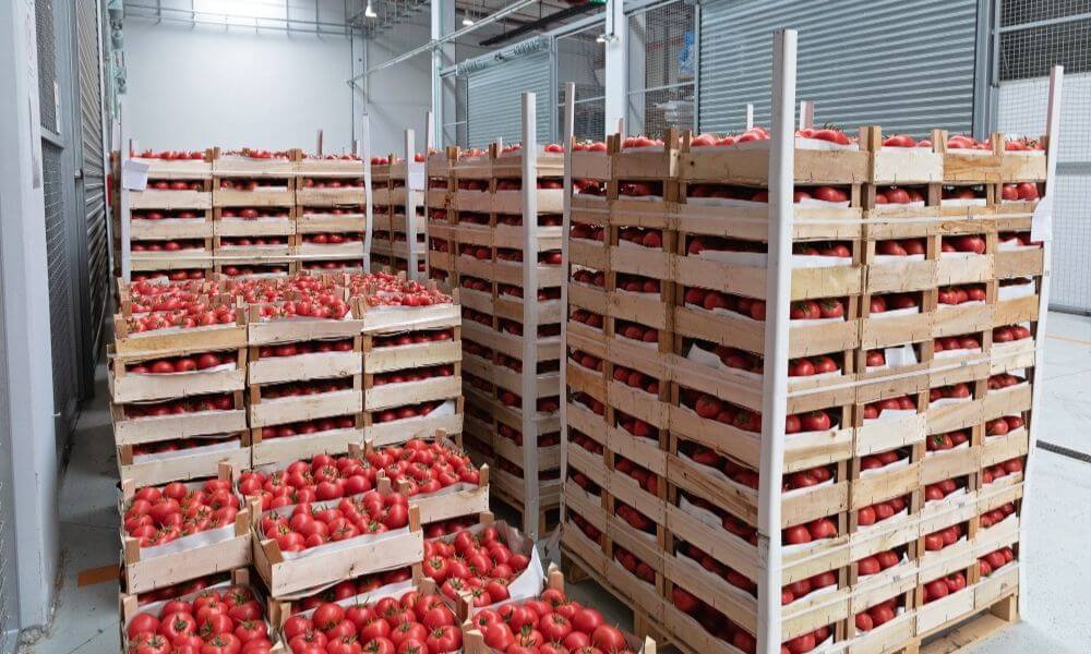 wooden pallets and tomatoes